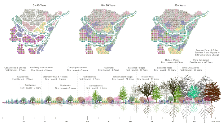 Diagram: plant types changes over 80+ years